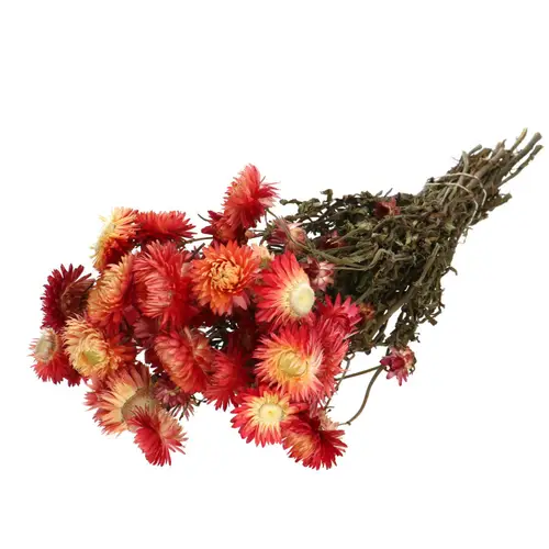Trocken Helichrysum rot L45cm 100gr