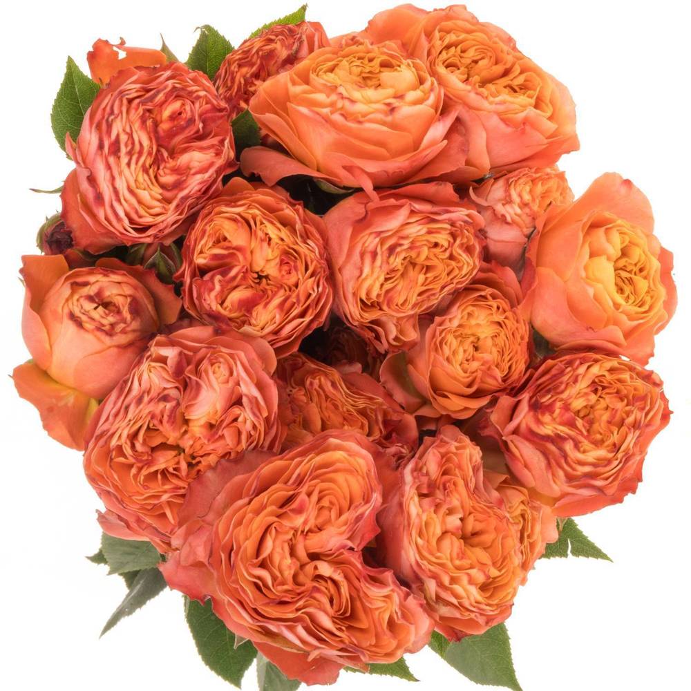 Rose verzweigt orange La Mandarina 5+Blüte 50cm