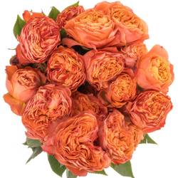 Rose verzweigt orange La Mandarina 5+Blüte 50cm