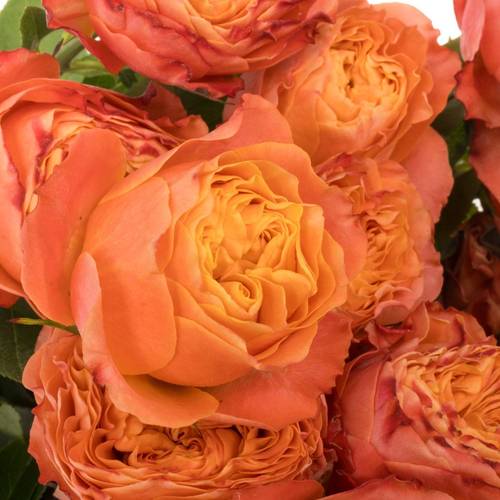 Rose verzweigt orange La Mandarina 5+Blüte 50cm