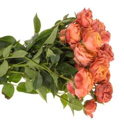 Rose verzweigt orange La Mandarina 5+Blüte 50cm