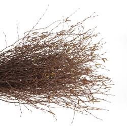 Birke braun Betula 70cm pro Bund x10