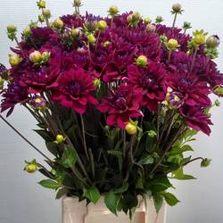 Dahlia dunkel lila Mr Blue 55cm