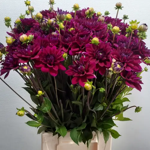 Dahlia dunkel lila Mr Blue 55cm