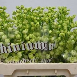 Delphinium gelb 80cm