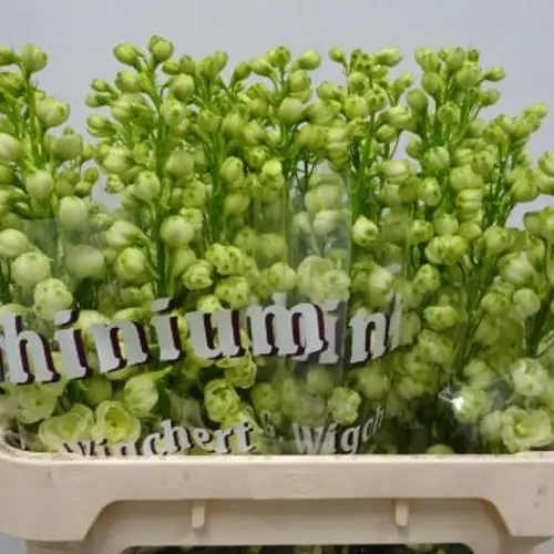Delphinium gelb 80cm