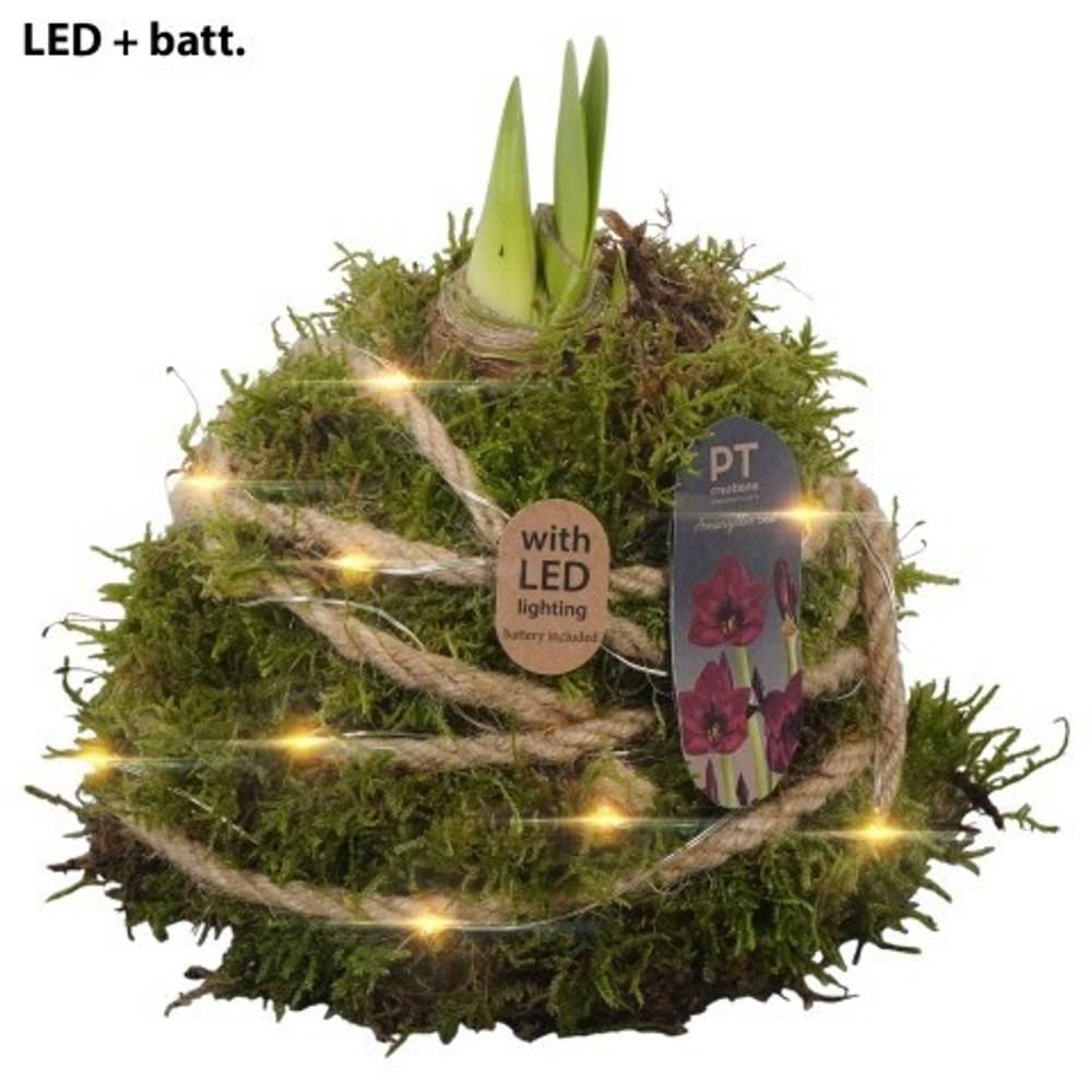 Amaryl.Arr PTAA8855 LED rote Bl. T12 H017