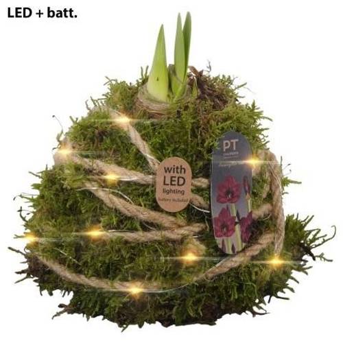 Amaryl.Arr PTAA8855 LED rote Bl. T12 H017
