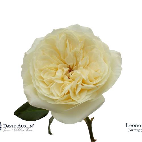 Rose hell gelb David Austin Leonora 50cm