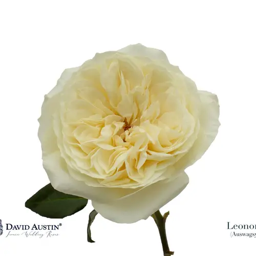 Rose hell gelb David Austin Leonora 50cm