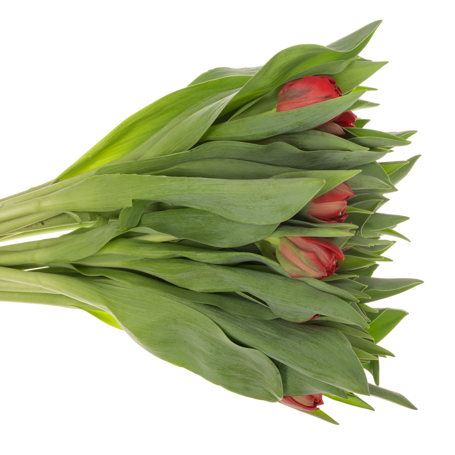 Tulpe rot doppel Mondiano 44 Bakkum Gramm 44 Gramm