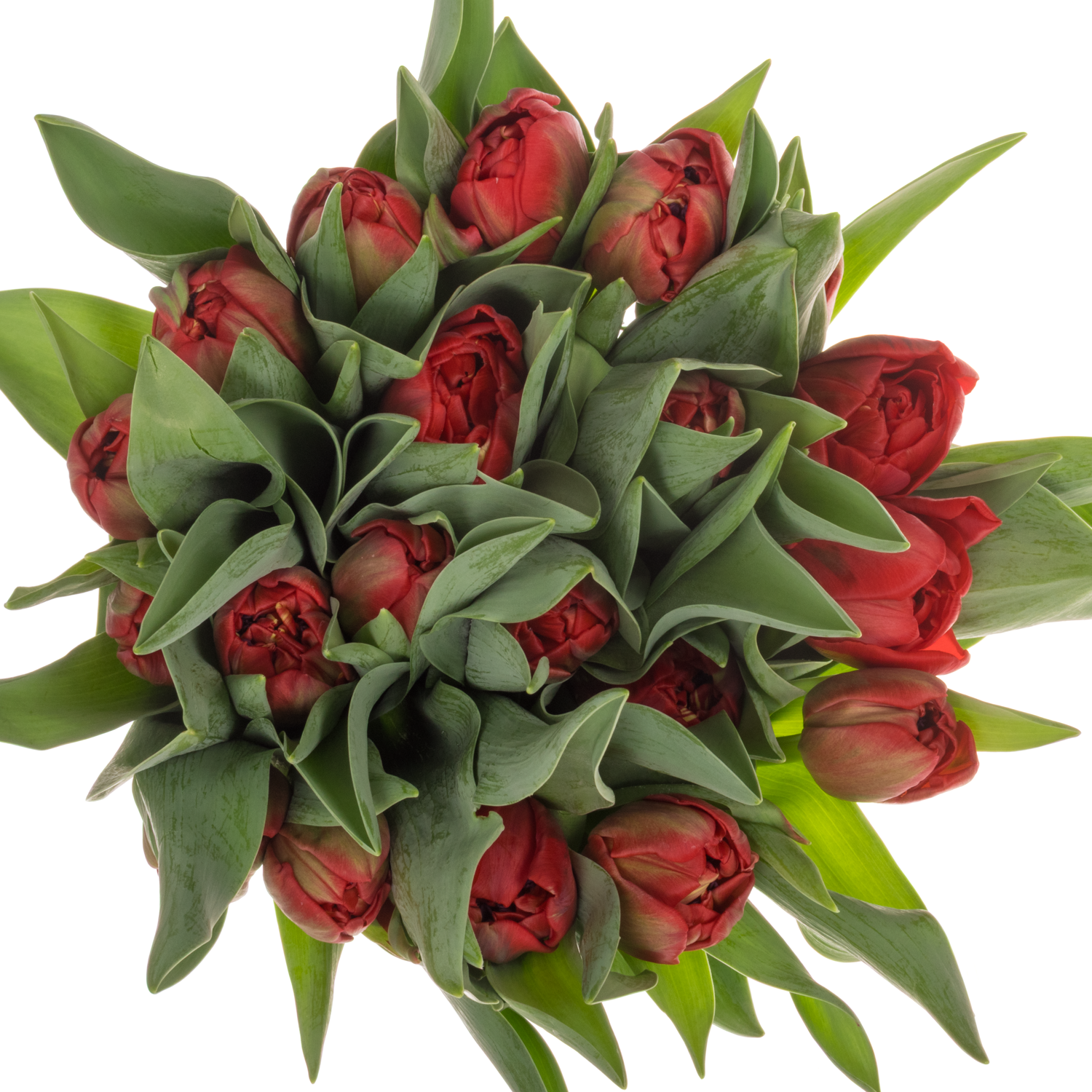 Tulpe rot doppel Mondiano 44 Bakkum Gramm 44 Gramm