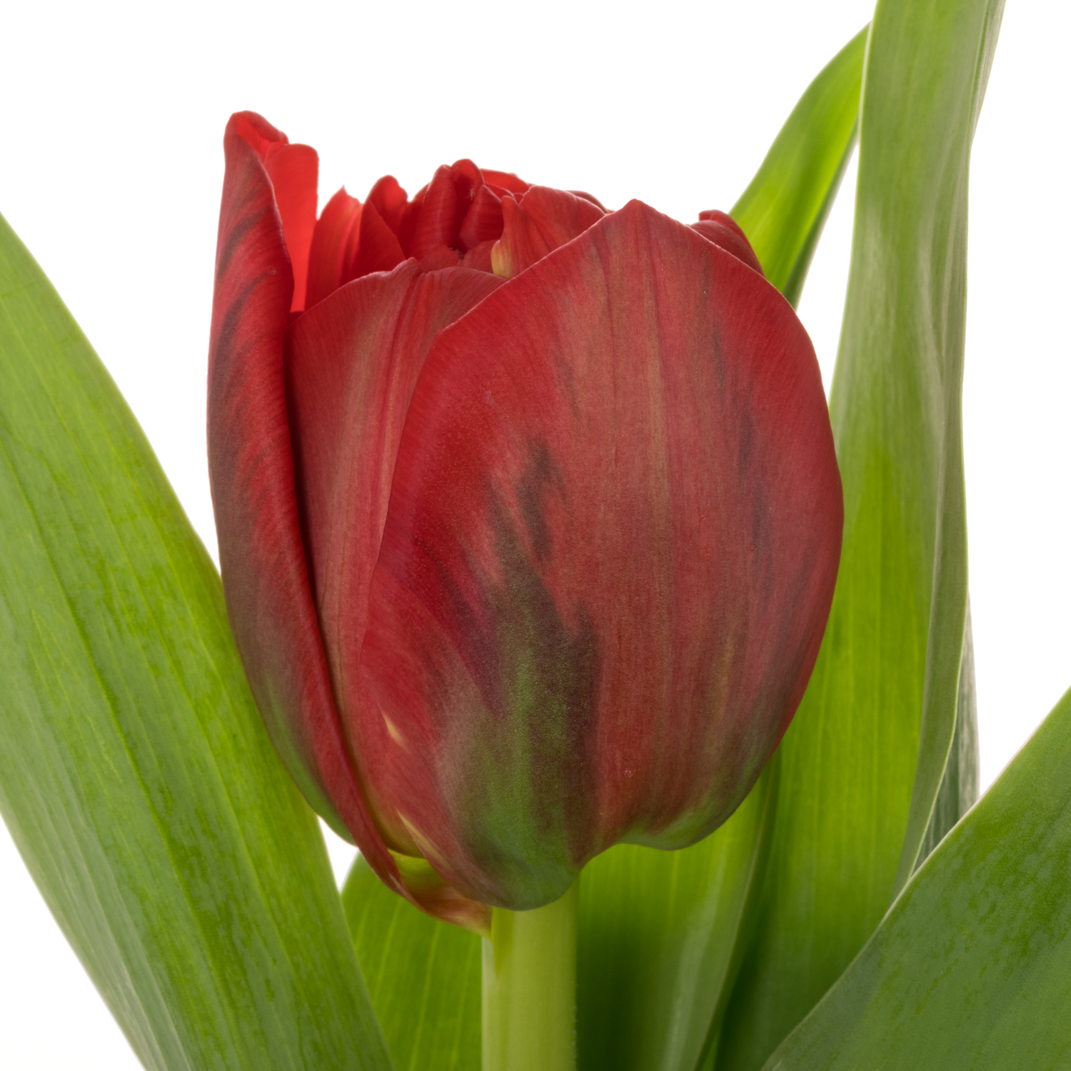 Tulpe rot doppel Mondiano 44 Bakkum Gramm 44 Gramm