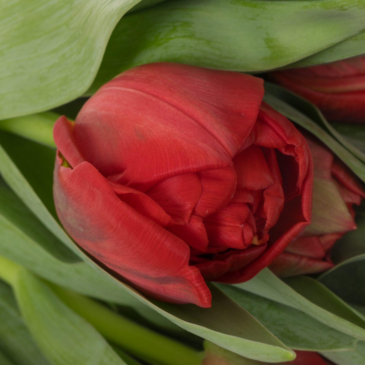 Tulpe rot doppel Mondiano 44 Bakkum Gramm 44 Gramm