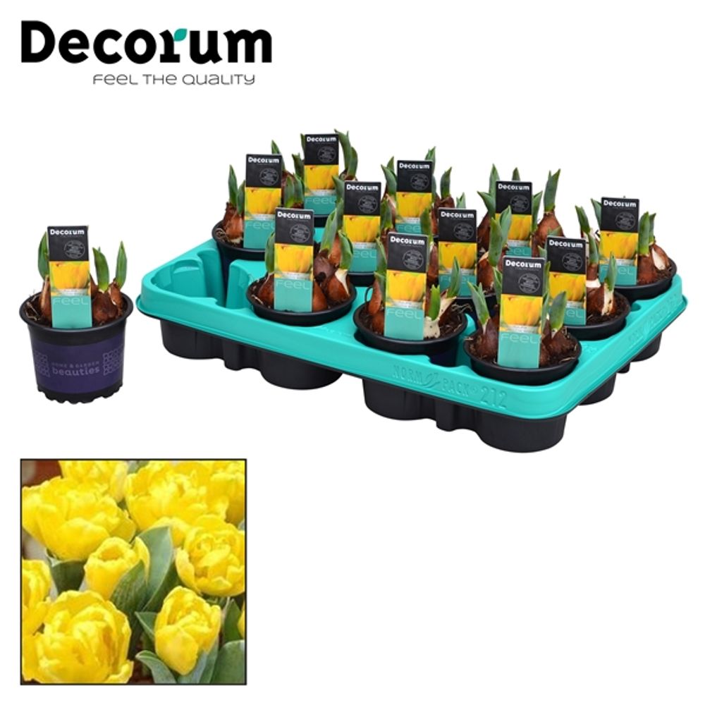 Tulpen gelb T09 H15 Baby