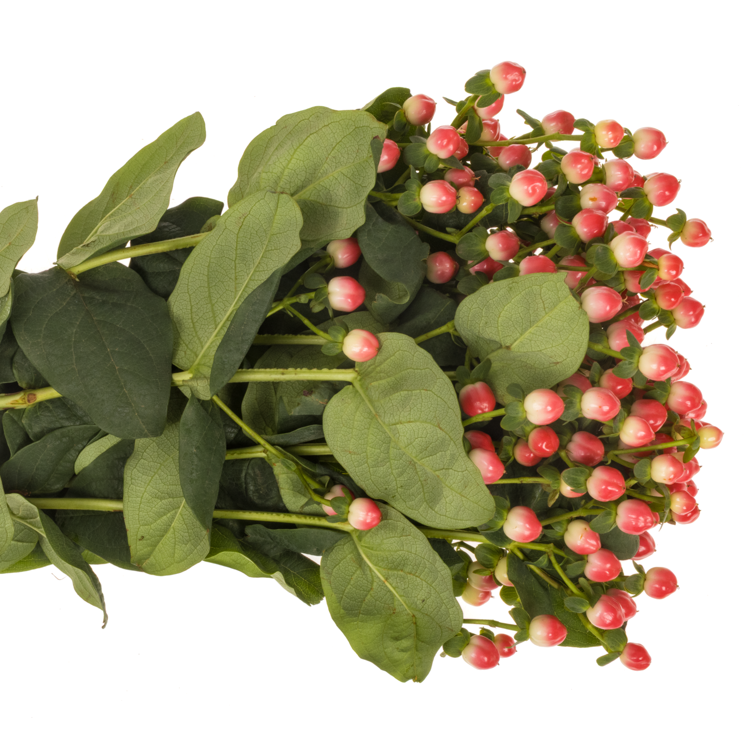 Hypericum lachs Hypericum  Sisu Flirt 70cm