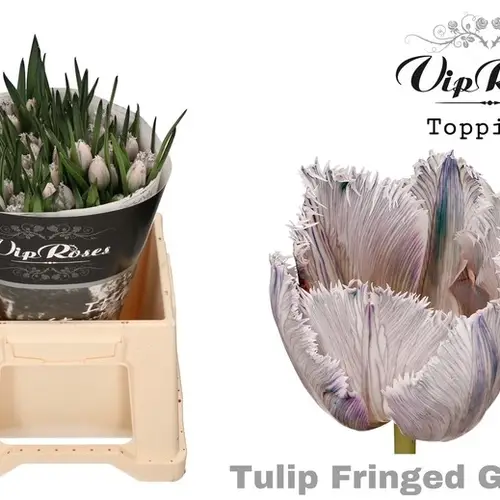 Tulpe Dobbel Fringed Grey fire gefärbt 32 Gramm