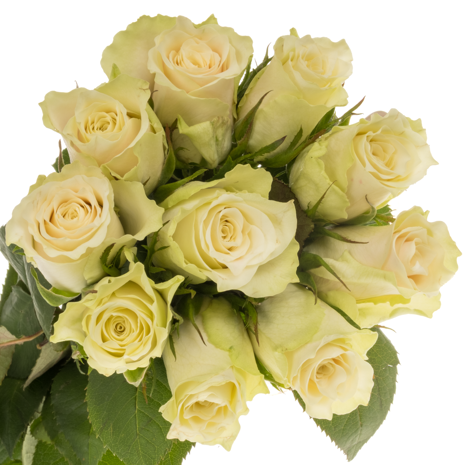 Rose creme/weiss Abby 50cm