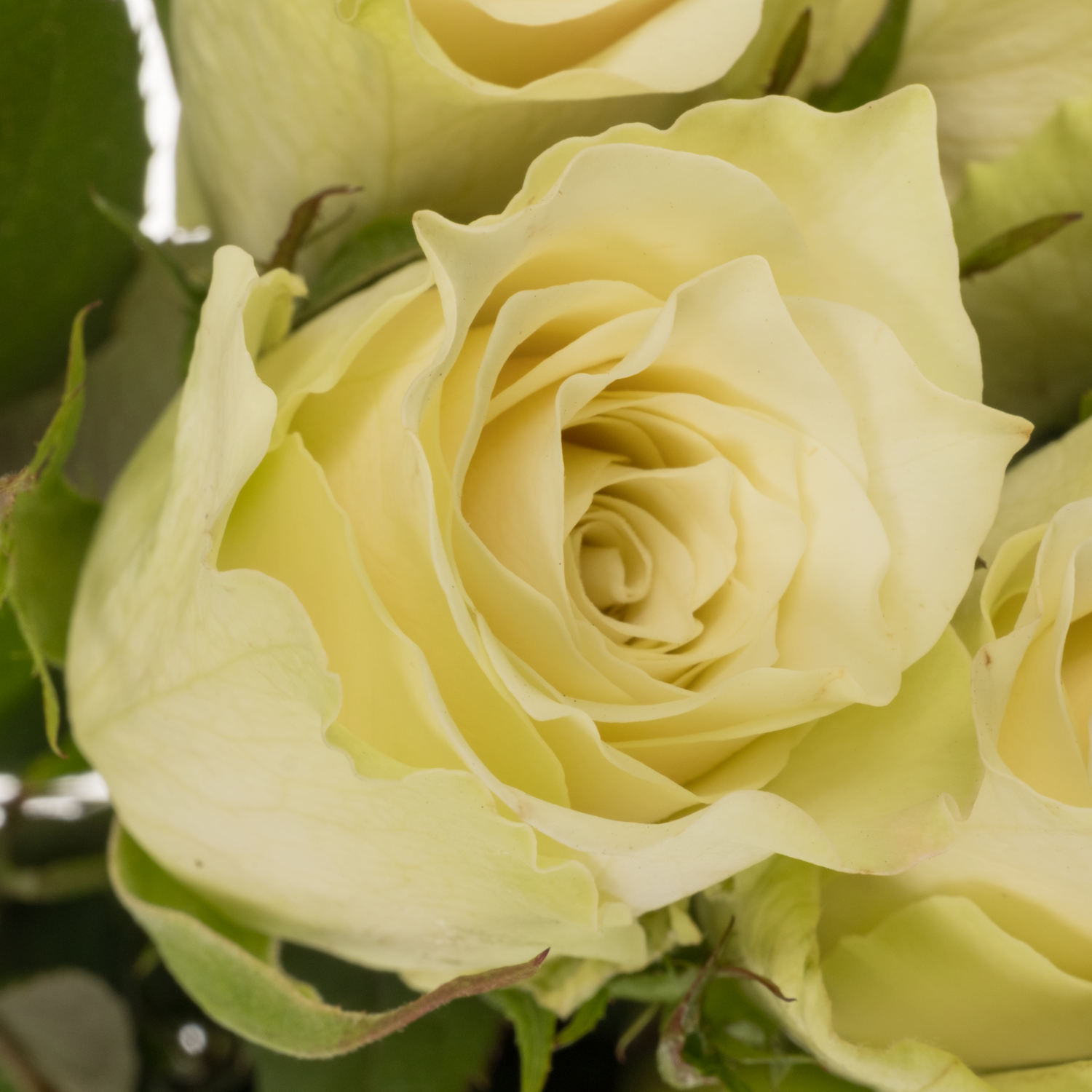 Rose creme/weiss Abby 50cm