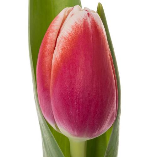 Tulpe dunkel rot/creme/weiss Outfit 32 Gramm