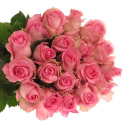 Rose rosa Revival 40cm