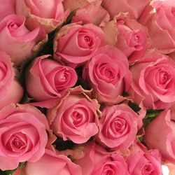 Rose rosa Revival 40cm