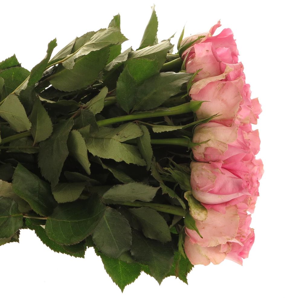 Rose rosa Revival 40cm