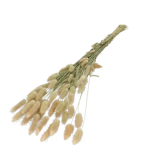 Trocken Lagurus natur L60cm 50gr