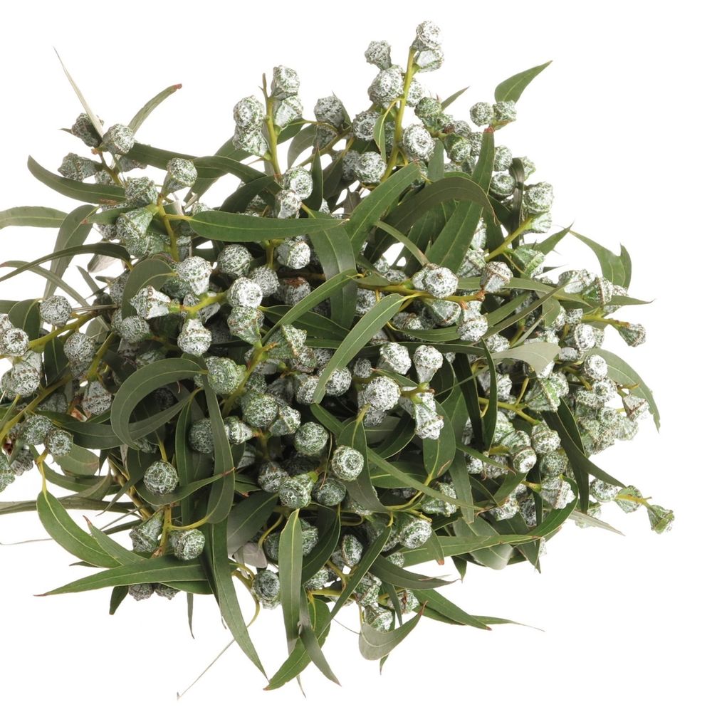 Eukalyptus grün/hell grau Globulus 250 Gramm 65cm
