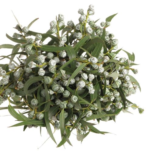 Eukalyptus grün/hell grau Globulus 250 Gramm 65cm