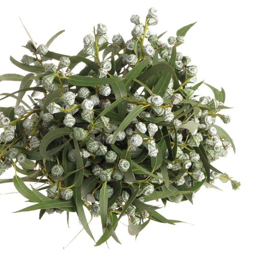 Eukalyptus grün/hell grau Globulus 250 Gramm 65cm