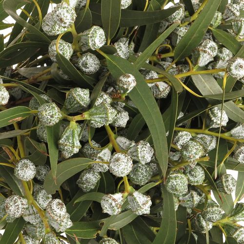 Eukalyptus grün/hell grau Globulus 250 Gramm 65cm