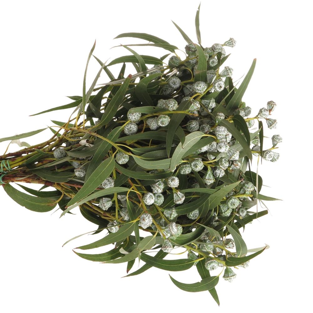 Eukalyptus grün/hell grau Globulus 250 Gramm 65cm