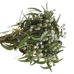 Eukalyptus grün/hell grau Globulus 250 Gramm 65cm