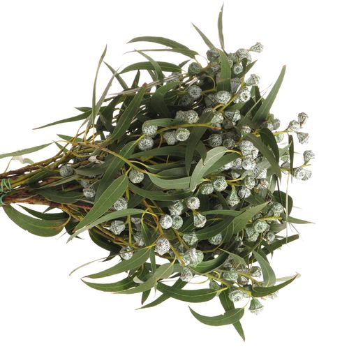 Eukalyptus grün/hell grau Globulus 250 Gramm 65cm