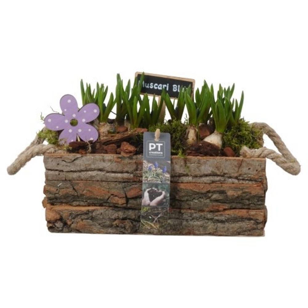 Muscari.Arr PTMB6286 T25 H017