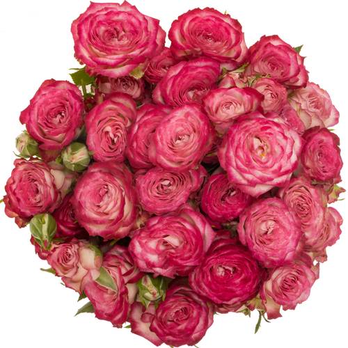 Rose verzweigt fuchsia/creme Vanessa 4+Blüte 40cm
