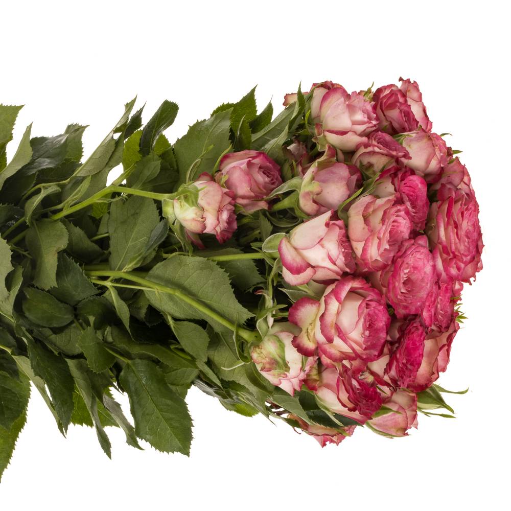 Rose verzweigt fuchsia/creme Vanessa 4+Blüte 40cm