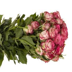 Rose verzweigt fuchsia/creme Vanessa 4+Blüte 40cm