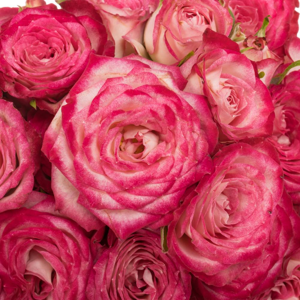 Rose verzweigt fuchsia/creme Vanessa 4+Blüte 40cm