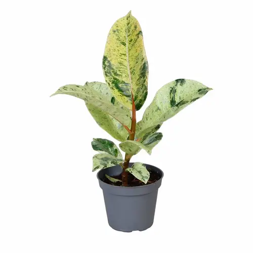 Ficus Elastica Schivereana T06 H015