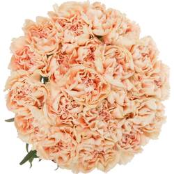 Nelke lachs Tender Flame duftend 65cm