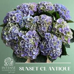 Hortensie milka/hell grün Sunset classic Bol 21cm 65cm