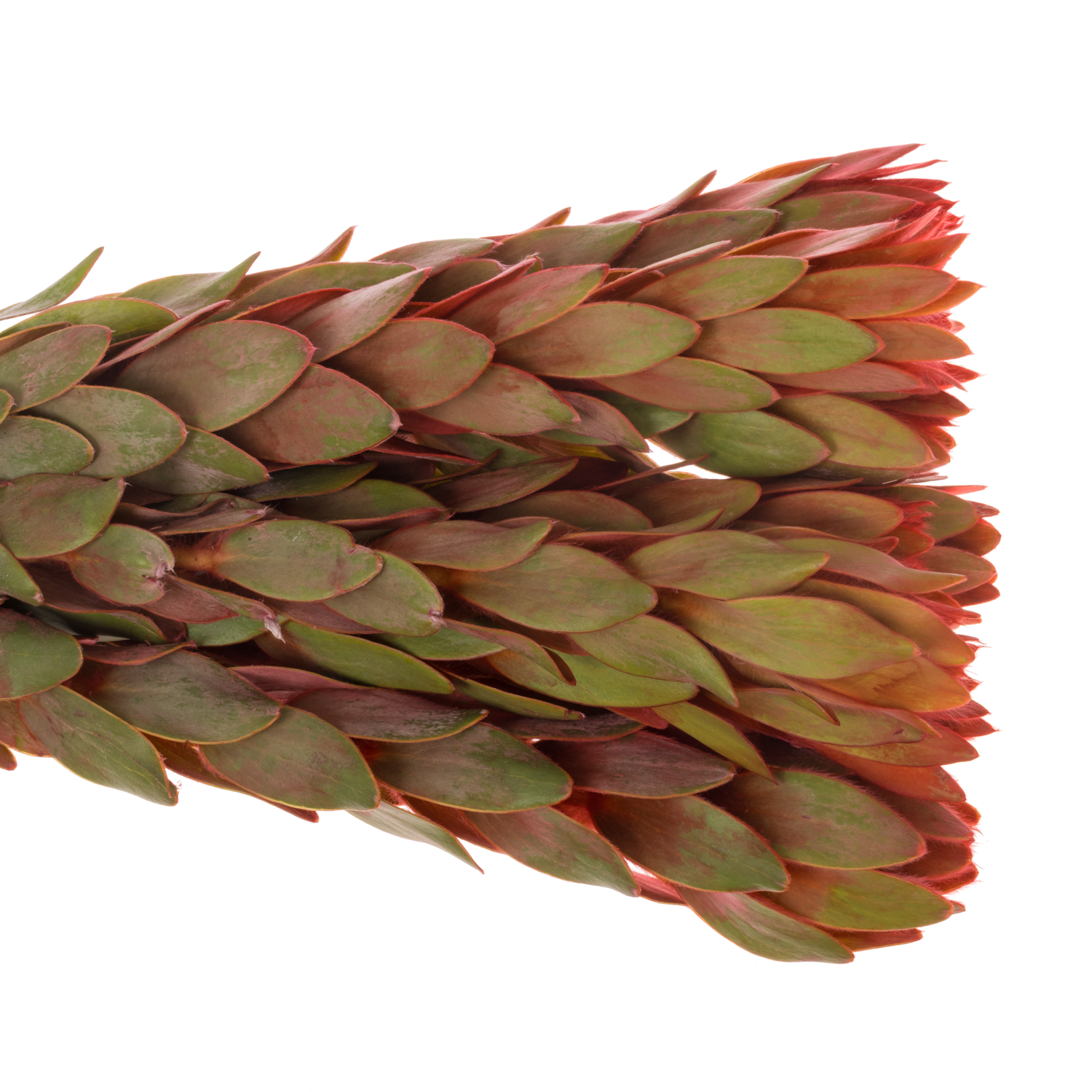 Leucadendron rot Nervosum 60cm
