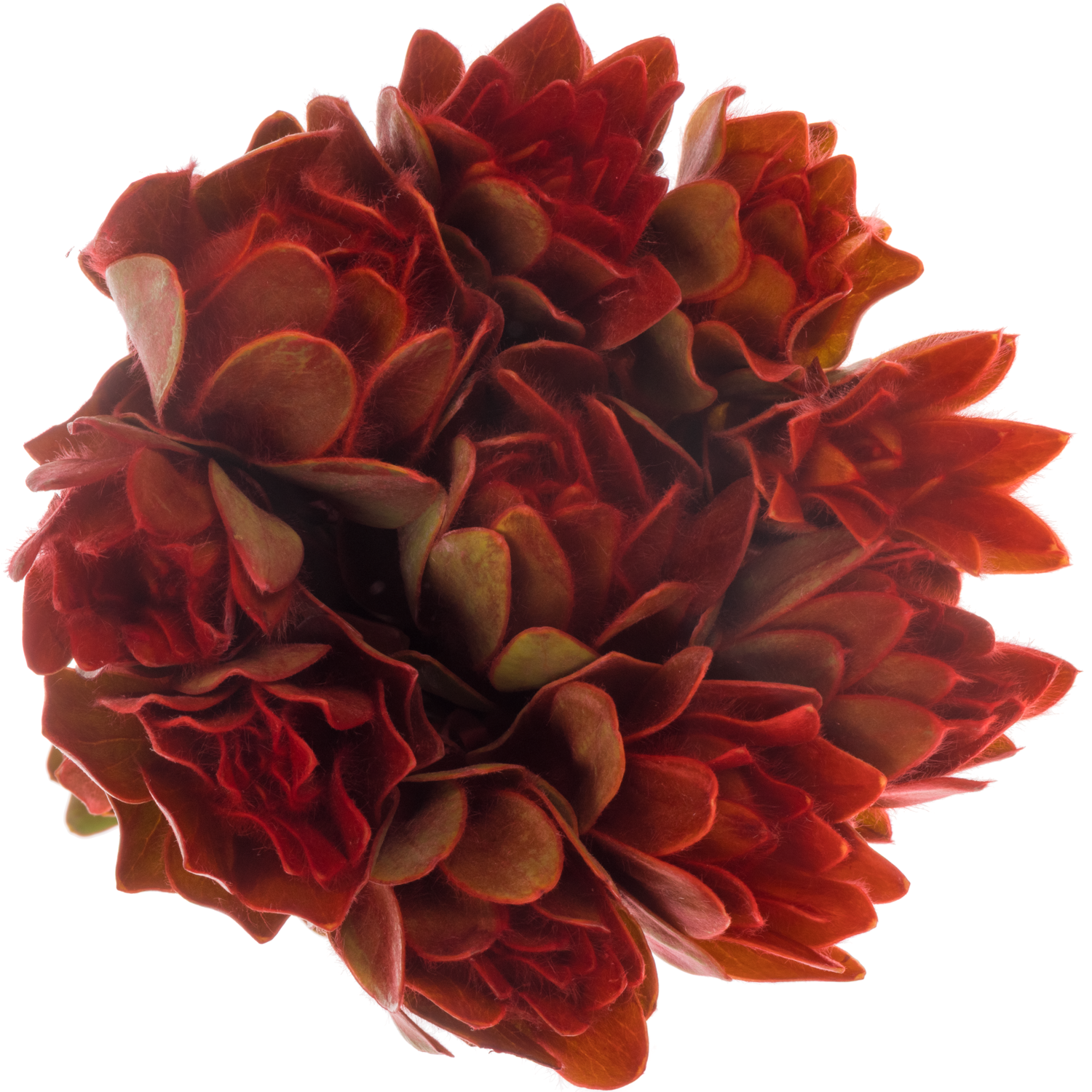 Leucadendron rot Nervosum 60cm