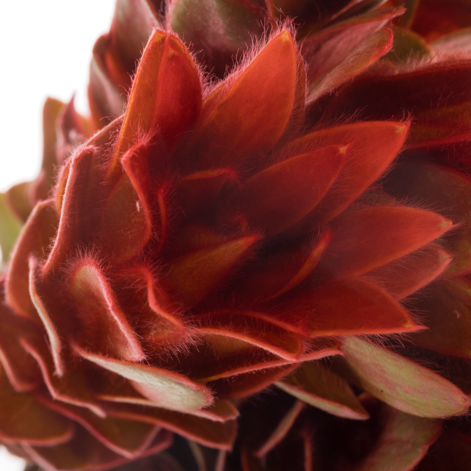 Leucadendron rot Nervosum 60cm