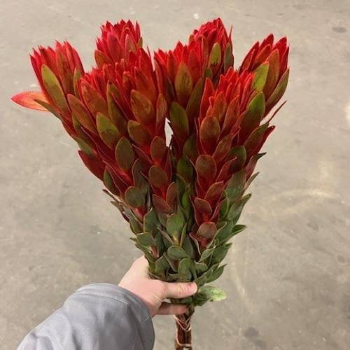 Leucadendron rot Nervosum 60cm