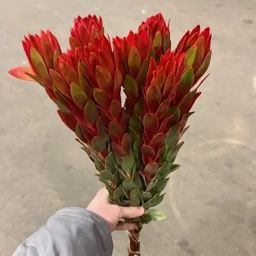 Leucadendron rot Nervosum 60cm