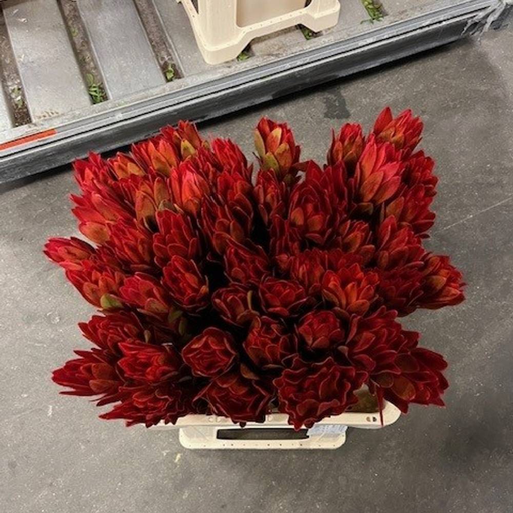 Leucadendron rot Nervosum 60cm