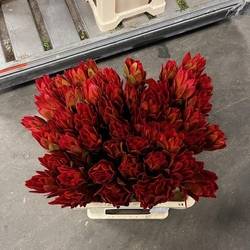 Leucadendron rot Nervosum 60cm